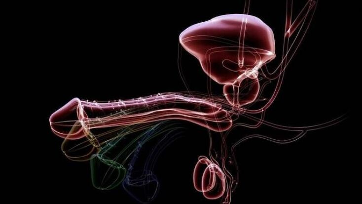 男性兴奋时为什么会出现分泌物，正常吗？